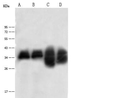 GC1qR / C1QBP Antibody (Preservative Free)