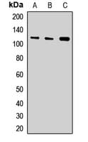 XPOT / Exportin-T Antibody