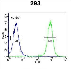 Polyclonal Rabbit anti-Human EPC2 Antibody (aa205-233, WB)