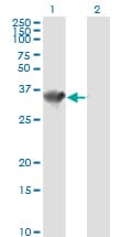 IHC-plus™ HADH Antibody (clone 4B5)
