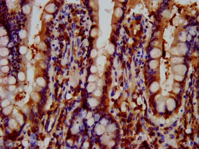 GNAS Antibody