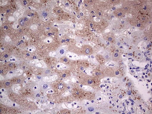 SNX12 Antibody (clone OTI3A4)