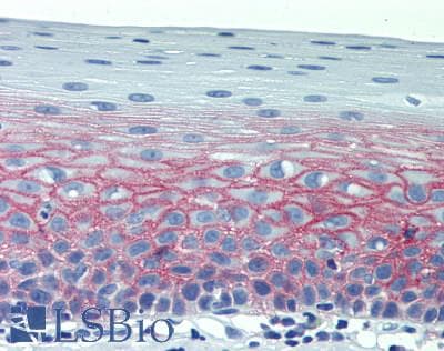 IHC-plus™ CD82 Antibody (clone C33)