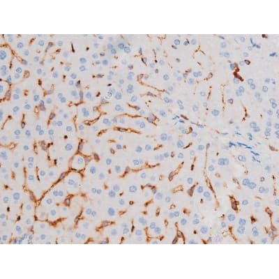IRS1 Antibody (phospho-Ser639)