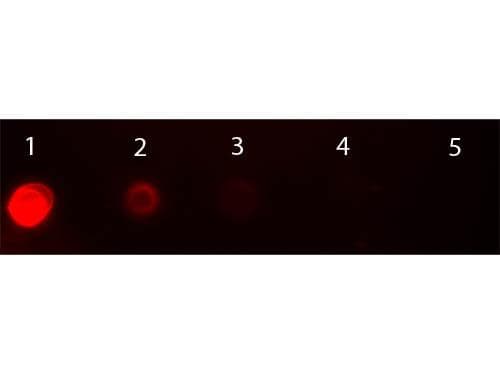 Goat Anti-Mouse IgG2a Secondary Antibody (TR)