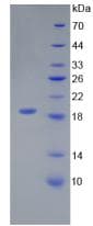 Mouse IL18 Protein (Native His, N-Terminal)