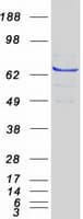 Human STXBP3 Protein (Recombinant Myc-DDK (Flag))