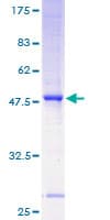 Human ST8SIA4 Protein (Recombinant GST)