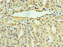 UCHL3 Antibody (aa1-220)