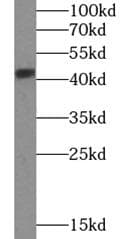 SH3GL1 / EEN Antibody