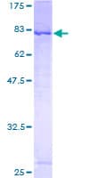 Human SAMM50 Protein (Recombinant GST)