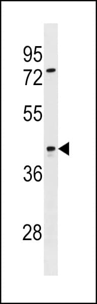 SIRPB2 Antibody (aa229-255)