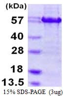 Human ATF4 Protein (Recombinant His-Calmodulin)