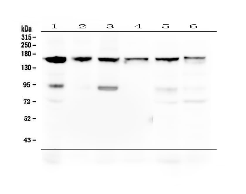 THBS2 / Thrombospondin 2 Antibody (aa637-655)