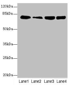 GMPS / GMP Synthase Antibody