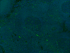 LAMP1 / CD107a Antibody (clone H4A3)