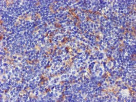 CYP2A6 Antibody (clone OTI9G3)