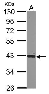 HNRNP-E2 / PCBP2 Antibody (aa1-193)