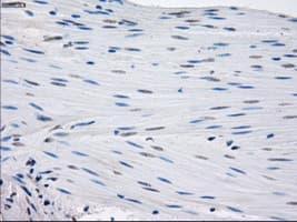 Monoclonal Mouse anti-Human GBP2 Antibody (clone OTI1E5, IHC, IF, WB)