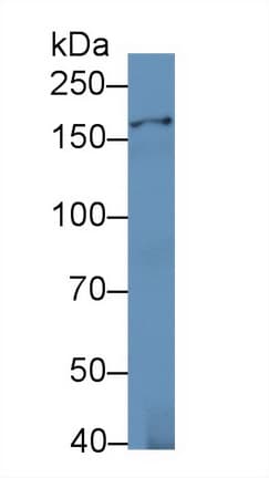 IRS Antibody (aa1-500, APC)