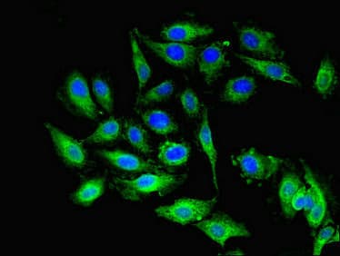 PEA15 / PEA-15 Antibody