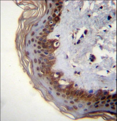 RBM42 Antibody (aa394-422)