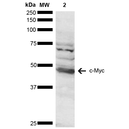 MYC / c-Myc Antibody (RPE)