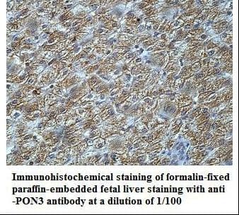 PON3 Antibody (aa185-346)