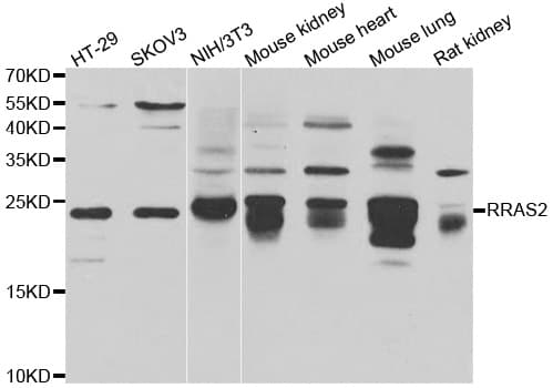 TC21 / RRAS2 Antibody