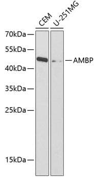 AMBP Antibody