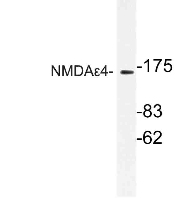 GRIN2D / NMDAR2D / NR2D Antibody (Pro706)