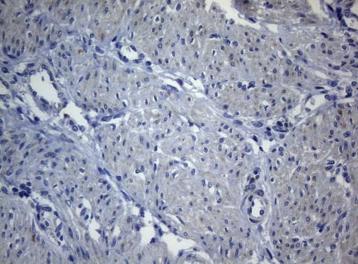 SEC14L1 Antibody (clone OTI3A6)