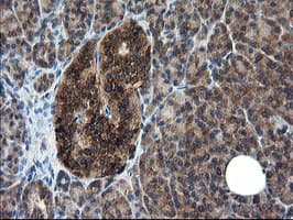 CNOT4 / CLONE243 Antibody (clone OTI1H2)