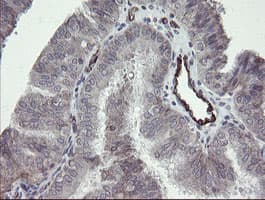 PECAM-1 / CD31 Antibody (clone OTI2C3)
