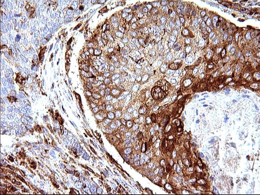 Monoclonal Mouse anti-Human SCAMP2 Antibody (clone OTI1H10, IHC, WB)