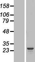 HT036 / HYI Protein (Over-Expression Lysate Myc-DDK (Flag))
