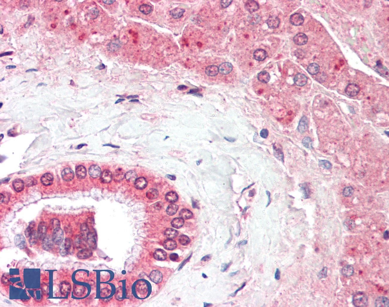 IHC-plus™ RAB18 Antibody (aa1-206)