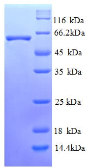 Mouse LINGO1 Protein (Recombinant His)