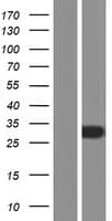 RABL2B Protein (Over-Expression Lysate Myc-DDK (Flag))