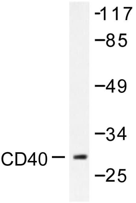 CD40 Antibody (Gln259)