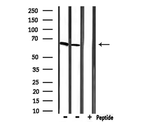 MBD1 Antibody