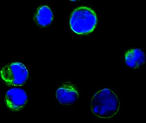 IHC-plus™ Monoclonal Mouse anti-Human CD80 Antibody (clone 2A2, IHC, IF)
