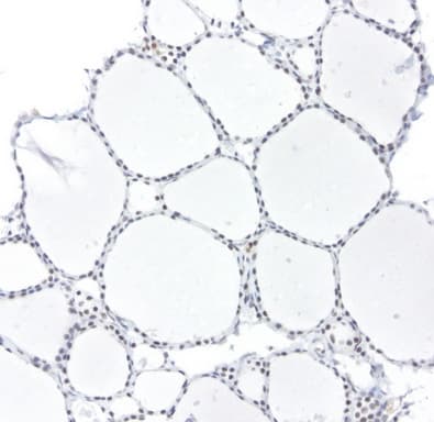 Monoclonal Mouse anti-Human ERCC4 / XPF Antibody (clone UMAB22, IHC, IF)