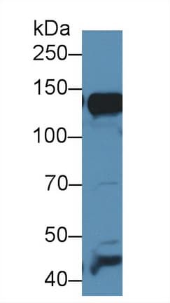 ANPEP / CD13 Antibody (aa720-961)