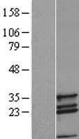 COX11 Protein (Over-Expression Lysate Myc-DDK (Flag))