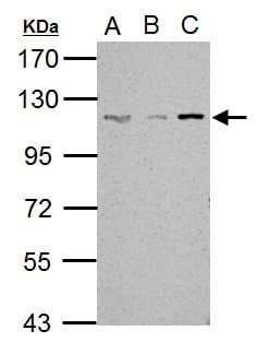SART1 Antibody (aa137-447)