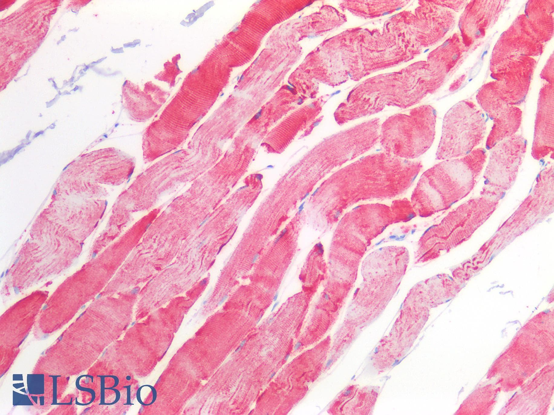 PathPlus™ CD157 Antibody