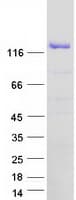 Human XPO5 / Exportin 5 Protein (Recombinant Myc-DDK (Flag))
