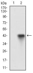 CD22 Antibody (aa621-725, clone 2H1C4)
