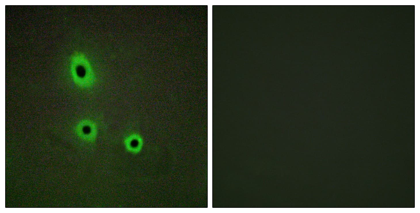 IHC-plus™ EFNA5 / Ephrin A5 Antibody (aa31-80)